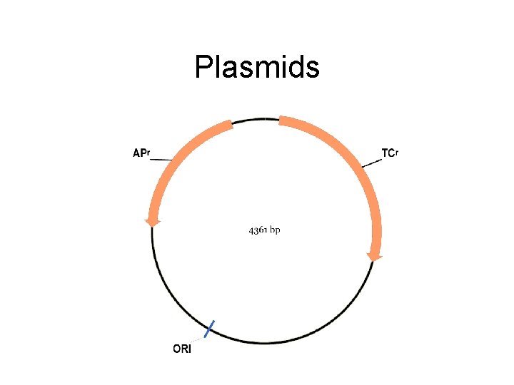 Plasmids 