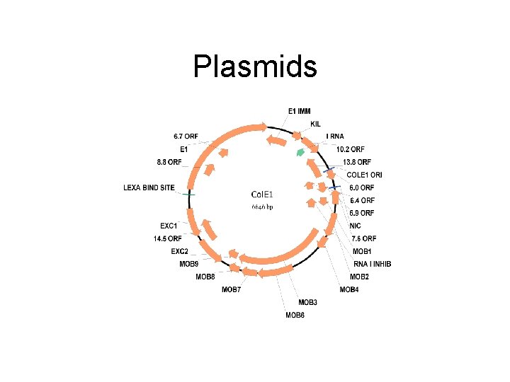 Plasmids 