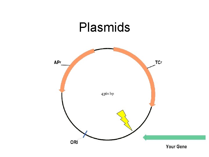 Plasmids 