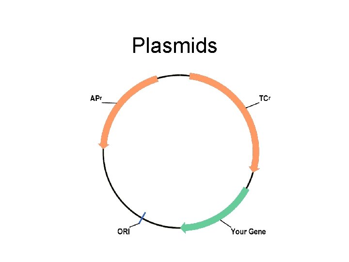 Plasmids 