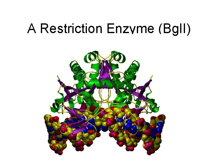 A Restriction Enzyme (Bg. II) 