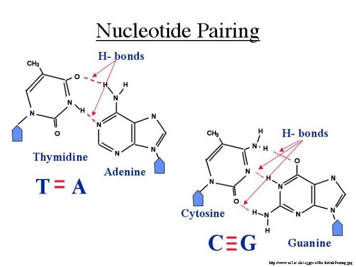 http: //www. ucl. ac. uk/~sjjgsca/Nucleotide. Pairing. jpg 