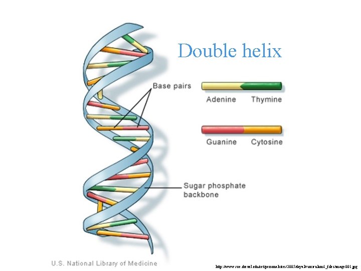 Double helix http: //www. coe. drexel. edu/ret/personalsites/2005/dayal/curriculum 1_files/image 001. jpg 