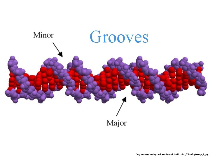 Grooves http: //courses. biology. utah. edu/horvath/biol. 3525/1_DNA/Fig 2/marty_1. jpg 