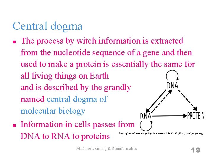 Central dogma n n The process by witch information is extracted from the nucleotide