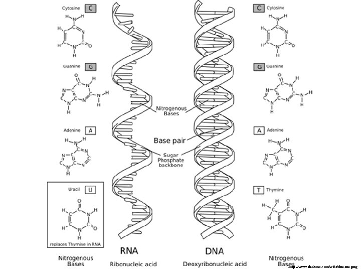 http: //www. dadamo. com/wiki/dna-rna. png 