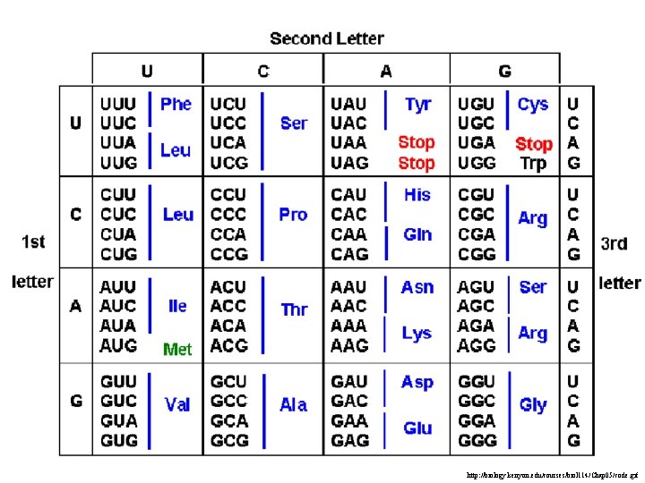 http: //biology. kenyon. edu/courses/biol 114/Chap 05/code. gif 