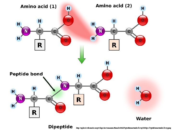 http: //upload. wikimedia. org/wikipedia/commons/thumb/6/6 d/Peptidformationball. svg/2000 px-Peptidformationball. svg. png 