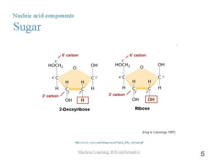Nucleic acid components Sugar http: //www. mun. ca/biology/scarr/Fg 10_09 b_revised. gif Machine Learning &