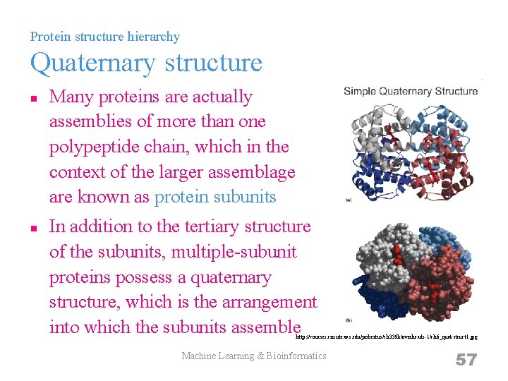 Protein structure hierarchy Quaternary structure n n Many proteins are actually assemblies of more