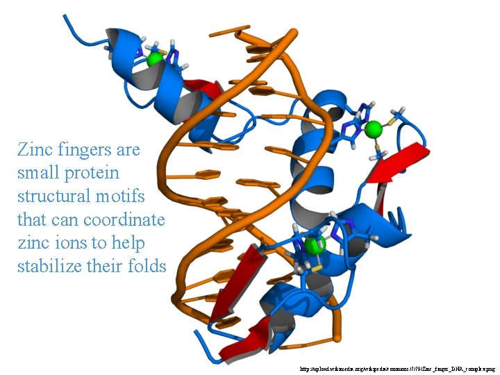 Zinc fingers are small protein structural motifs that can coordinate zinc ions to help