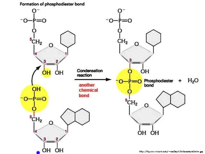 http: //fig. cox. miami. edu/~cmallery/150/chemistry/sf 3 x 14 a. jpg 