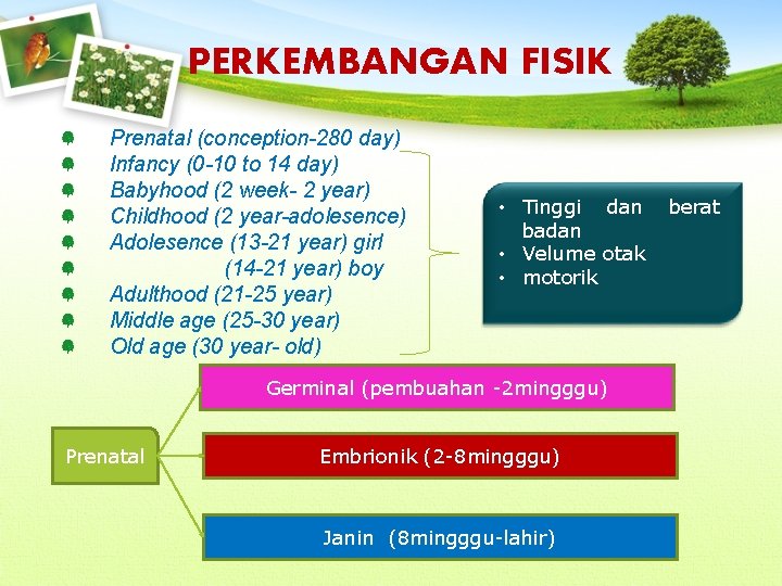 PERKEMBANGAN FISIK Prenatal (conception-280 day) Infancy (0 -10 to 14 day) Babyhood (2 week-