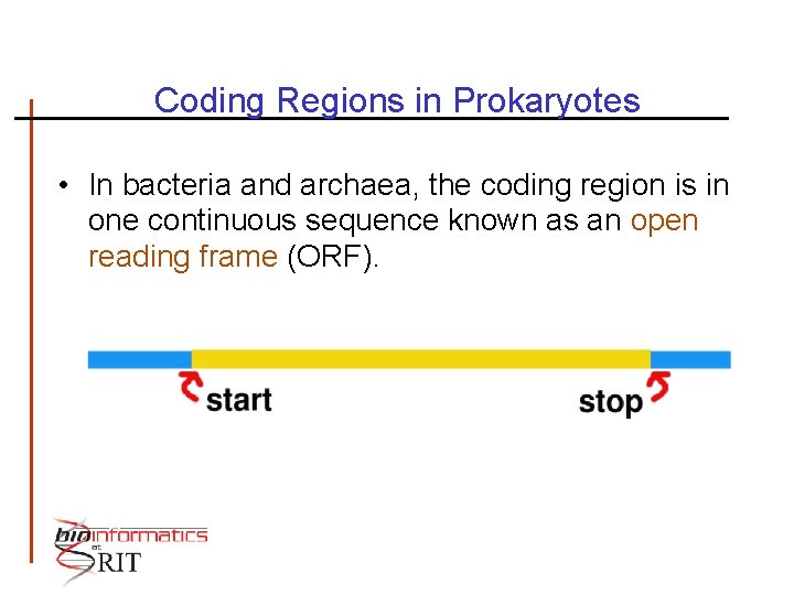 Coding Regions in Prokaryotes • In bacteria and archaea, the coding region is in
