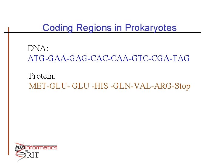 Coding Regions in Prokaryotes DNA: ATG-GAA-GAG-CAC-CAA-GTC-CGA-TAG Protein: MET-GLU- GLU -HIS -GLN-VAL-ARG-Stop 