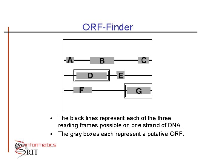 ORF-Finder • The black lines represent each of the three reading frames possible on