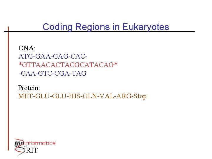 Coding Regions in Eukaryotes DNA: ATG-GAA-GAG-CAC*GTTAACACTACGCATACAG* -CAA-GTC-CGA-TAG Protein: MET-GLU-HIS-GLN-VAL-ARG-Stop 