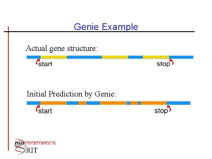 Genie Example Actual gene structure: Initial Prediction by Genie: 