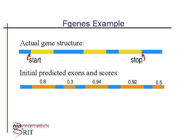 Fgenes Example Actual gene structure: Initial predicted exons and scores: 