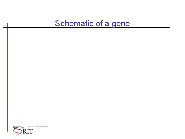 Schematic of a gene 