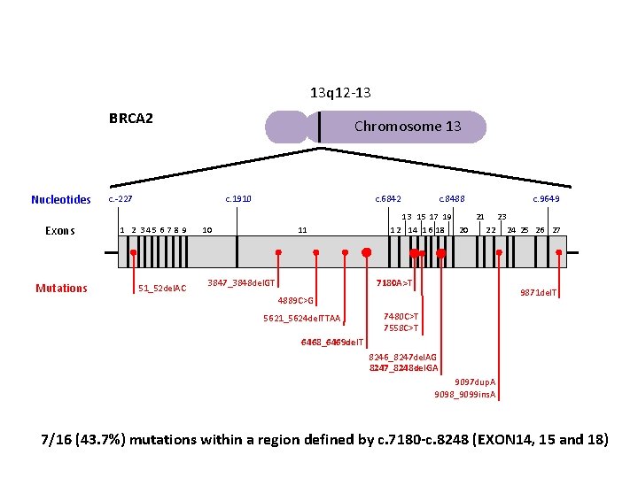 13 q 12 -13 BRCA 2 Nucleotides Chromosome 13 c. -227 c. 1910 c.