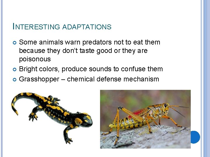 INTERESTING ADAPTATIONS Some animals warn predators not to eat them because they don’t taste