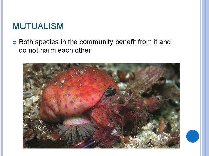 MUTUALISM Both species in the community benefit from it and do not harm each