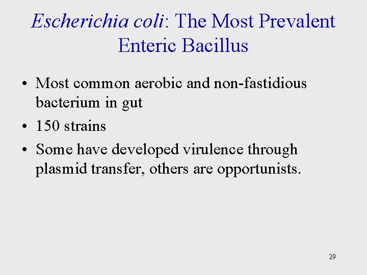 Escherichia coli: The Most Prevalent Enteric Bacillus • Most common aerobic and non-fastidious bacterium