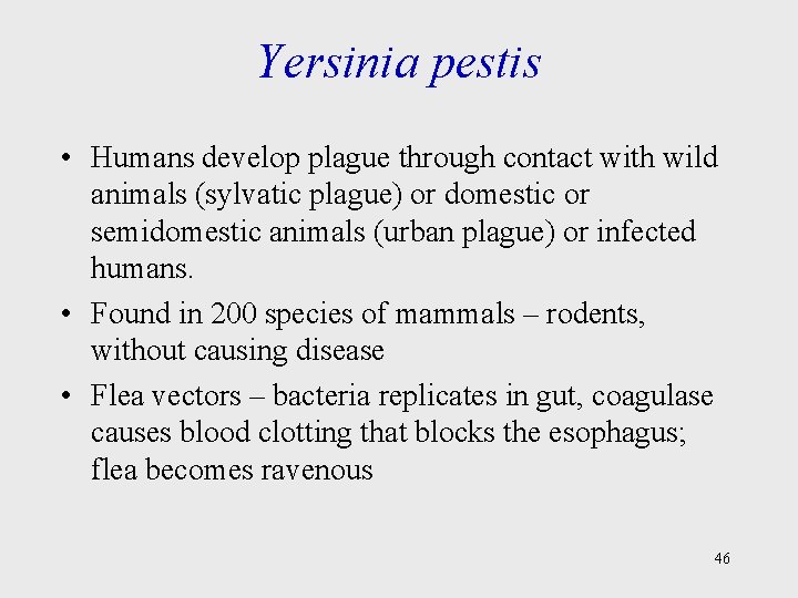 Yersinia pestis • Humans develop plague through contact with wild animals (sylvatic plague) or