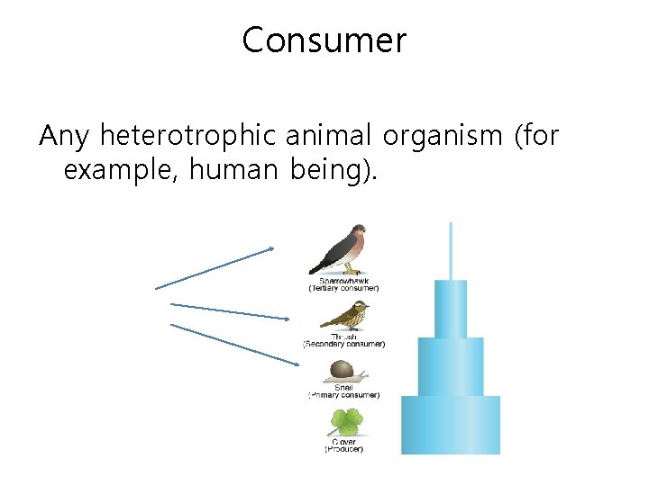 Consumer Any heterotrophic animal organism (for example, human being). 