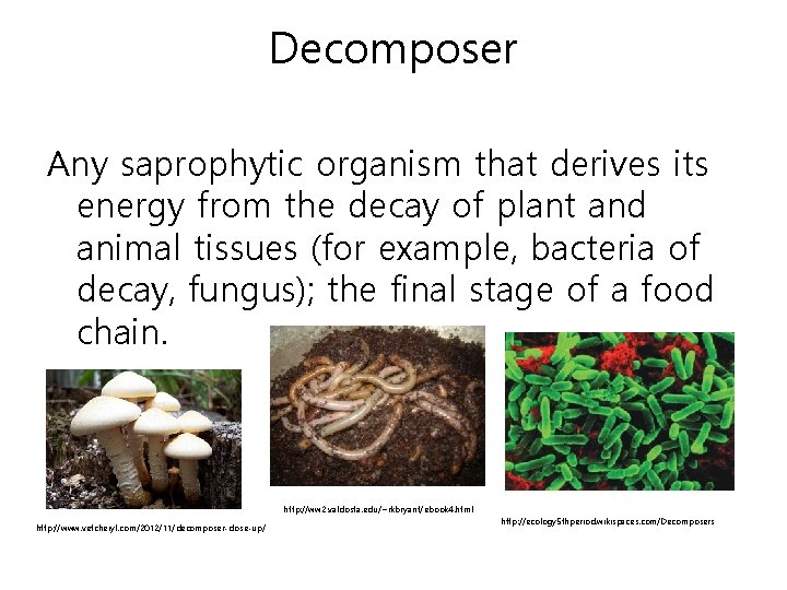 Decomposer Any saprophytic organism that derives its energy from the decay of plant and