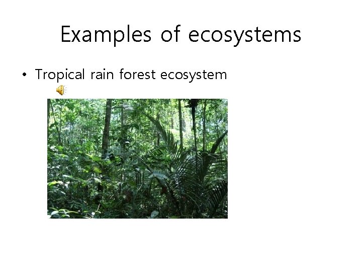 Examples of ecosystems • Tropical rain forest ecosystem 
