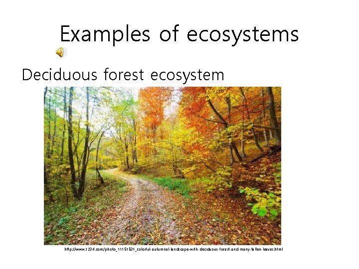 Examples of ecosystems Deciduous forest ecosystem http: //www. 123 rf. com/photo_11151531_colorful-autumnal-landscape-with-deciduous-forest-and-many-fallen-leaves. html 