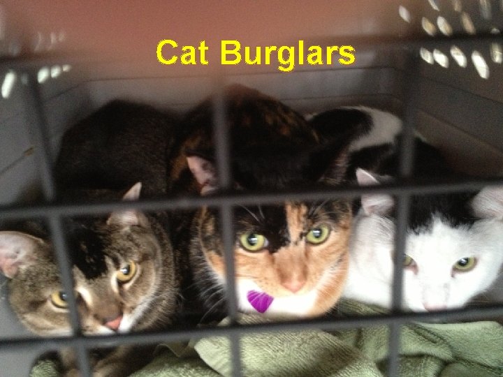 Cat Burglars 