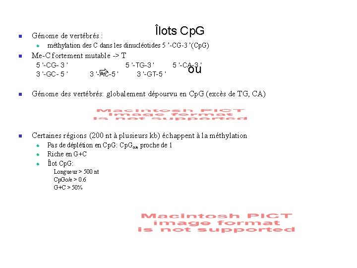  Génome de vertébrés : Îlots Cp. G méthylation des C dans les dinucléotides