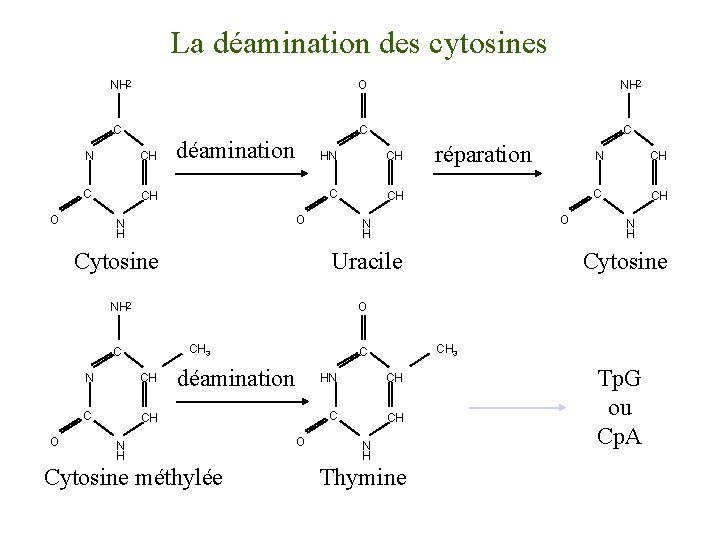 La déamination des cytosines NH 2 O NH 2 C C C N CH