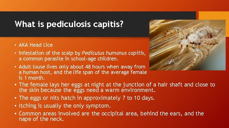 What is pediculosis capitis? • AKA Head Lice • infestation of the scalp by