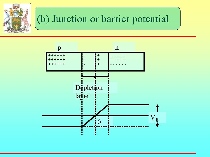(b) Junction or barrier potential p + + + + + n - +