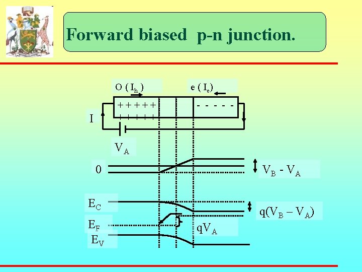 Forward biased p-n junction. O ( Ih ) + + + + + I