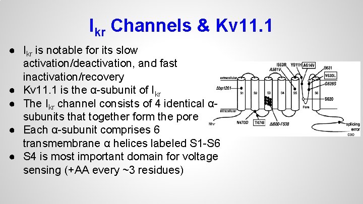 Ikr Channels & Kv 11. 1 ● Ikr is notable for its slow activation/deactivation,