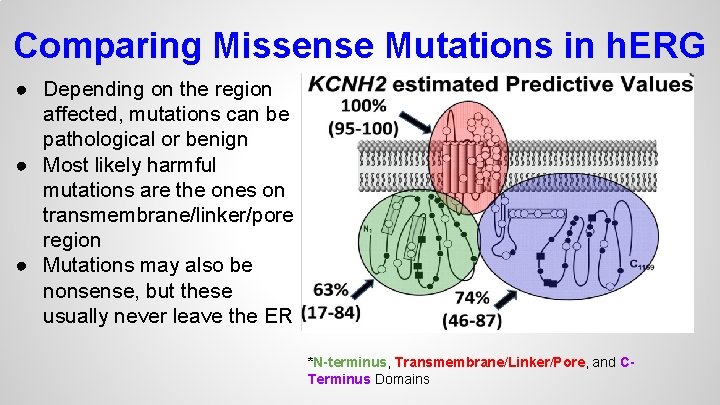 Comparing Missense Mutations in h. ERG ● Depending on the region affected, mutations can