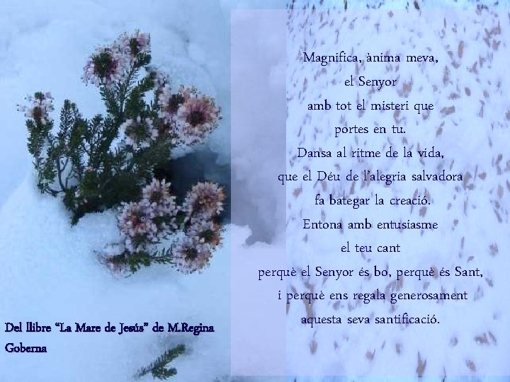 Del llibre “La Mare de Jesús” de M. Regina Goberna Magnifica, ànima meva, el