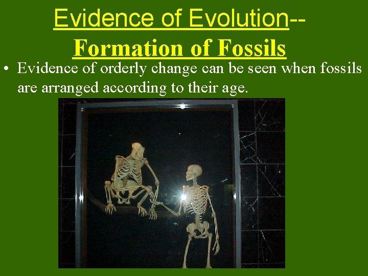 Evidence of Evolution-Formation of Fossils • Evidence of orderly change can be seen when