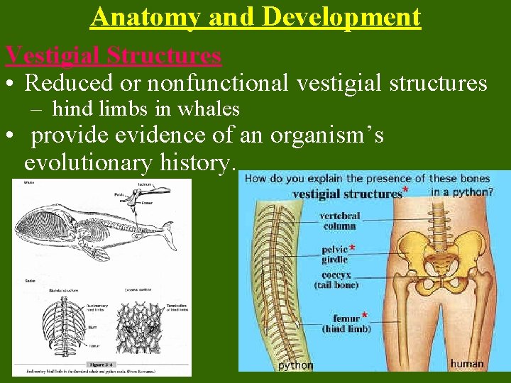 Anatomy and Development Vestigial Structures • Reduced or nonfunctional vestigial structures – hind limbs
