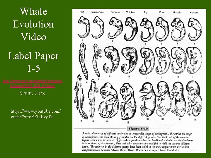 Whale Evolution Video Label Paper 1 -5 http: //www. pbs. org/wgbh/evolution/ library/03/4/l_034_05. html 5