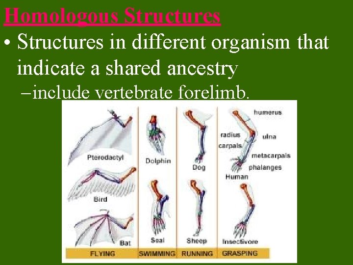 Homologous Structures • Structures in different organism that indicate a shared ancestry – include