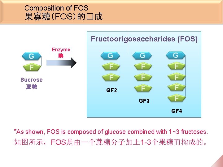 Composition of FOS 果寡糖（FOS）的�成 Fructoorigosaccharides (FOS) G F Sucrose 蔗糖 Enzyme 酶 G F