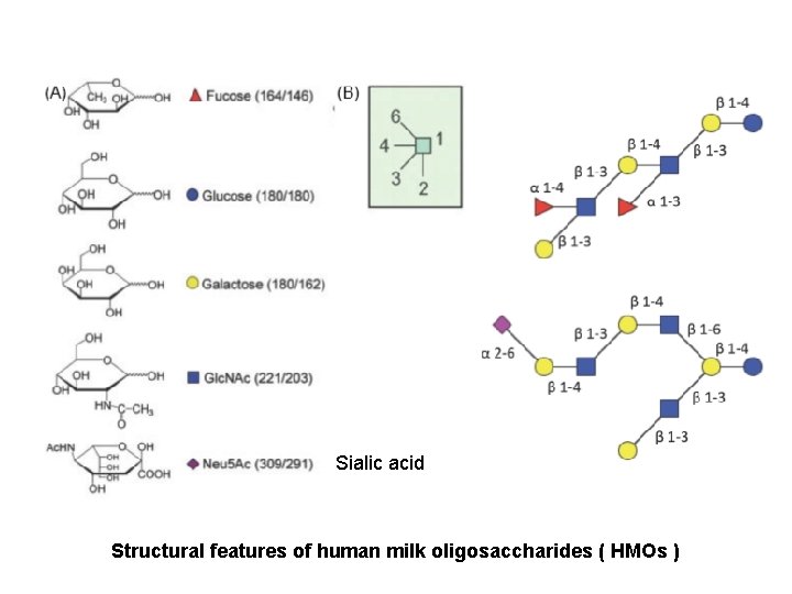 Sialic acid Structural features of human milk oligosaccharides ( HMOs ) 