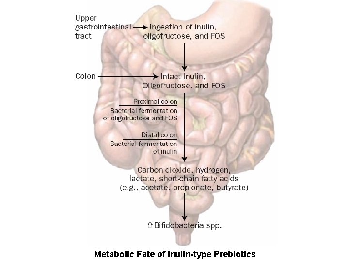 Metabolic Fate of Inulin-type Prebiotics 