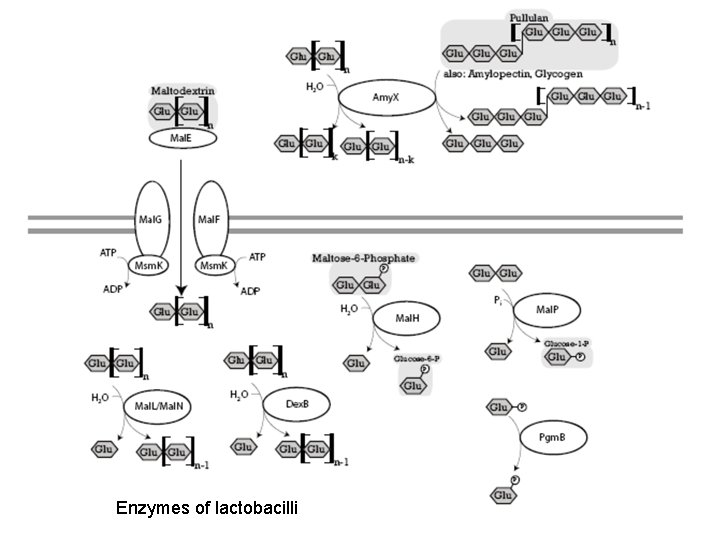 Enzymes of lactobacilli 